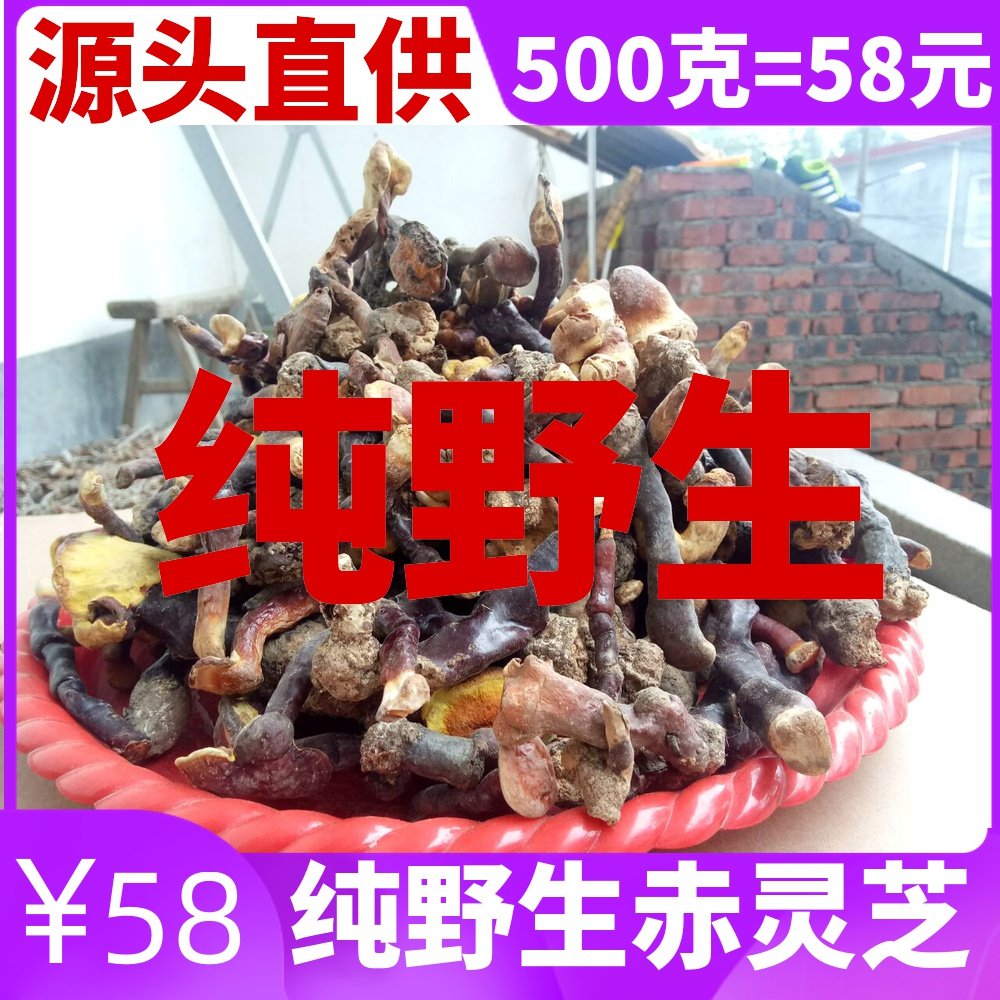 Volu Hills Pure Wild lucid lucid lucid lucid lucid lucid lucid lucid lucid lucid lucid lucid lucid Lingzhi and lucid lucid lucid bacteria 500g