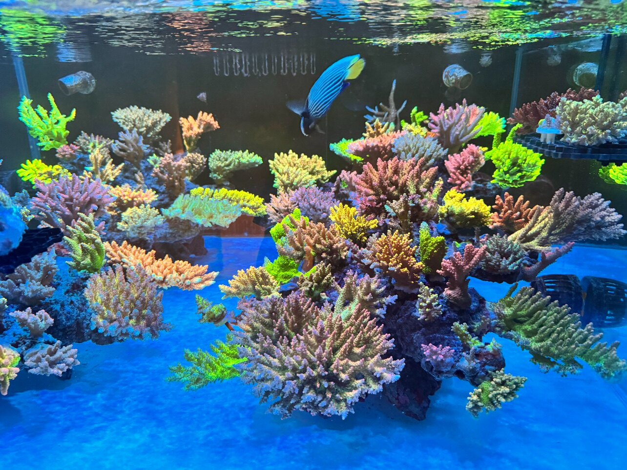 悦海水族