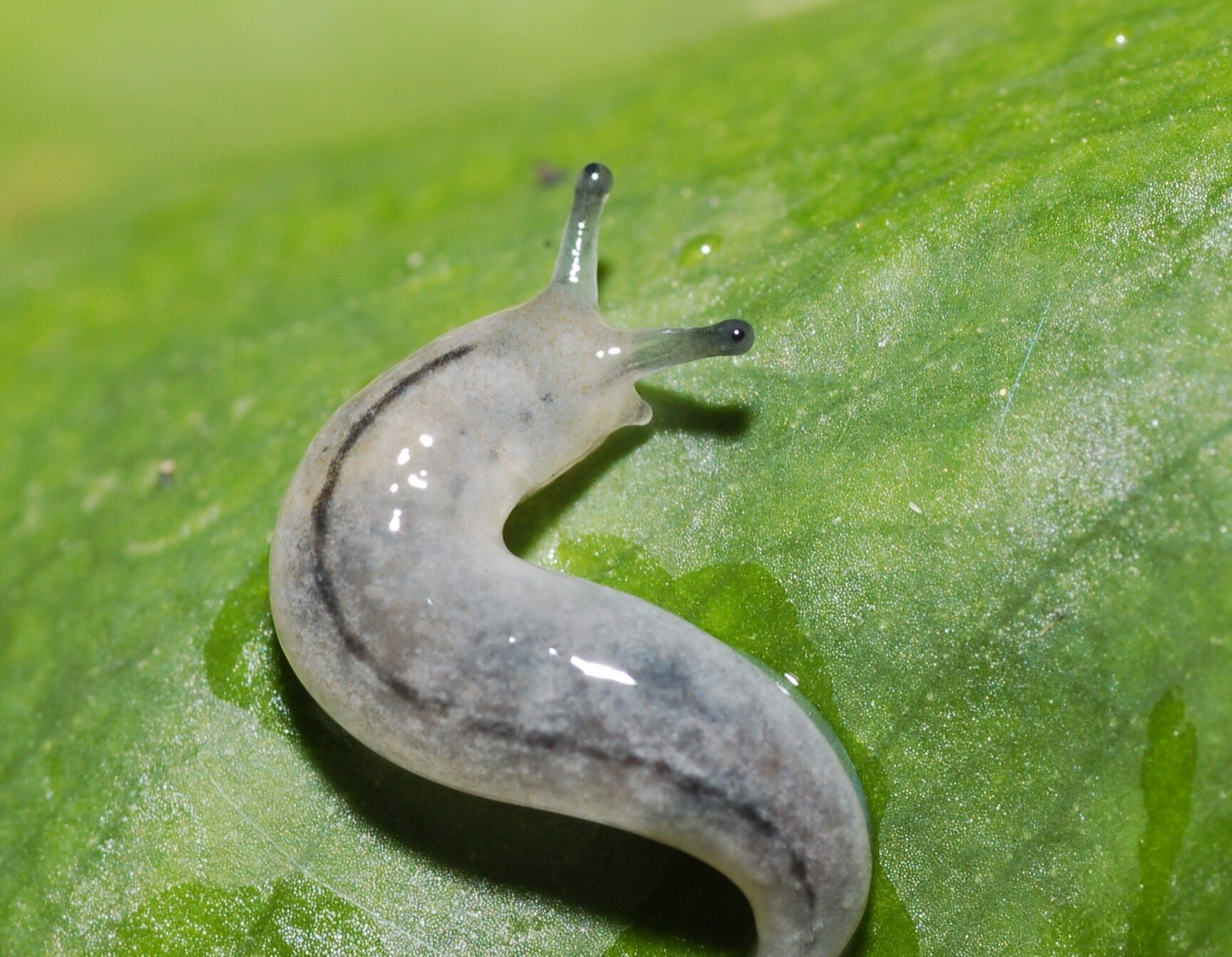 現貨鼻涕蟲活體懶人動物無殼萌觀賞迷你蝸牛蛞蝓易養寵物玻尿酸