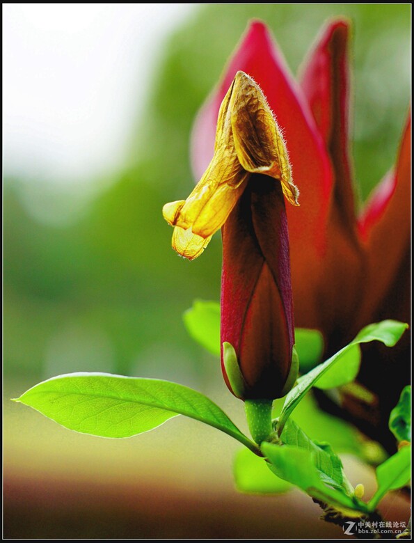 佳能 fd 50 1.4 ssc红字 手动定焦 人像大光圈 - 汉子 - 艺术散人