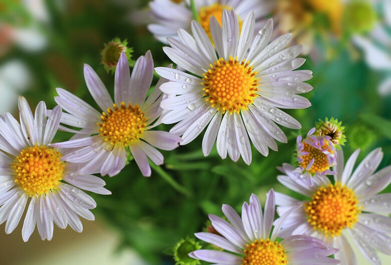 佳能 fd 50 1.4 ssc红字 手动定焦 人像大光圈 - 汉子 - 艺术散人