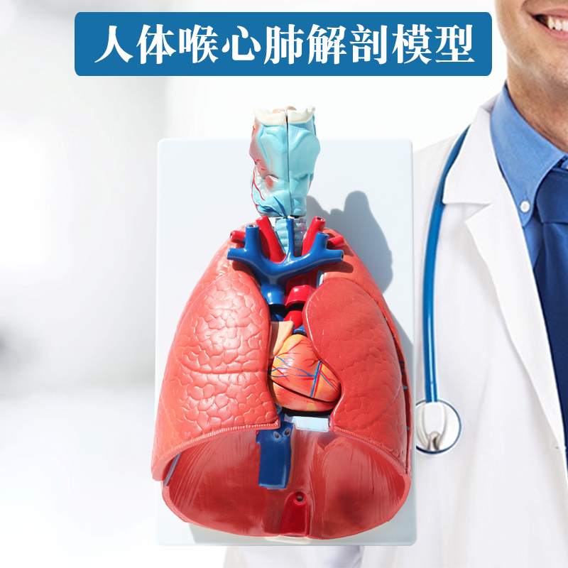 自然大人体喉心 肺模型 人体心脏喉咙肺解剖模型 呼吸系统模型