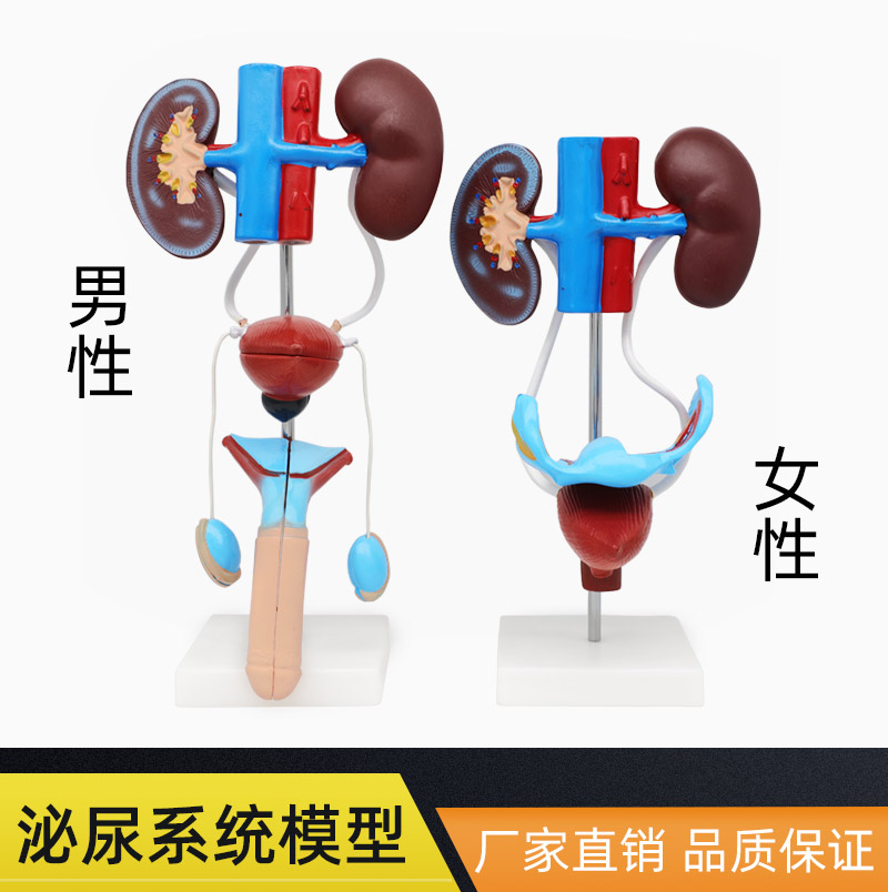 男性女性泌尿生殖系统模型肾脏解剖模具膀胱输尿管结构造立体教学
