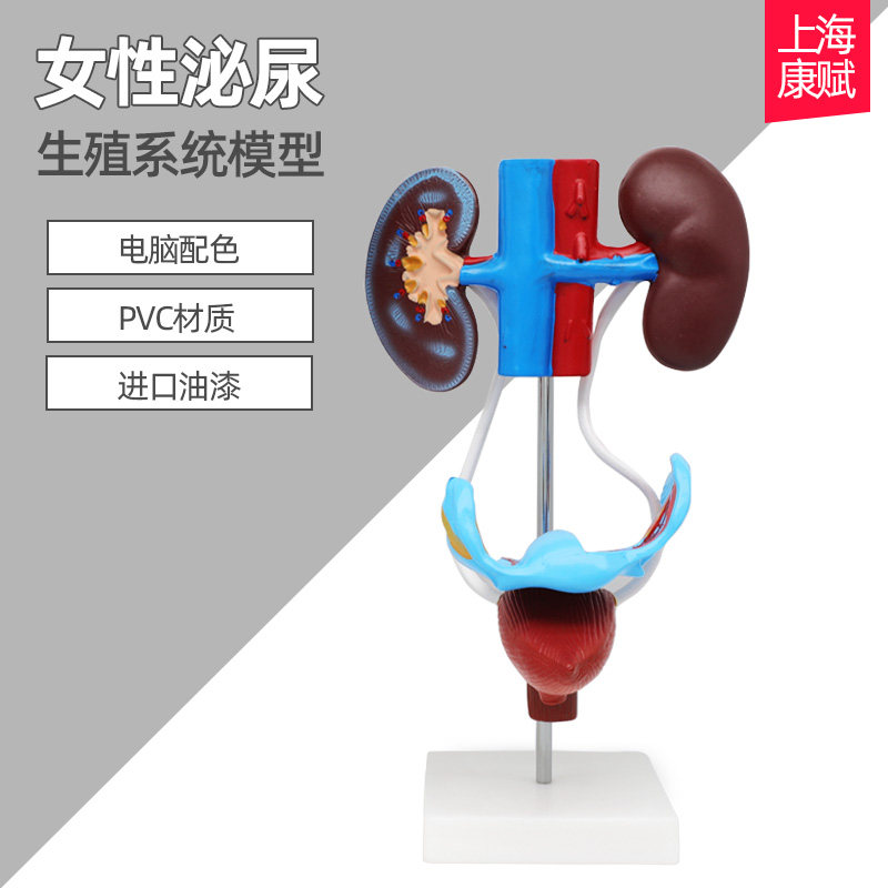 女性泌尿生殖系统解剖模型 女性生殖系统模型 人体泌尿系统模型