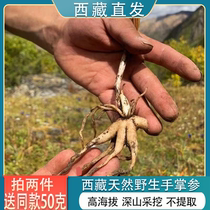 西藏林芝特产正宗野生手掌参佛手旺拉术后产后恢复营养滋补品