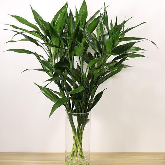 Yunnan Dounan direct hair rich bamboo flowers and green plants home office water-raising flower materials to purify the air and beautify the environment