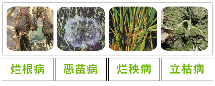 Cây hoa diệt côn trùng gián, giun thịt, thối đen, bột rễ, đốm đen, carbendazim cuộn ống nước tưới cây
