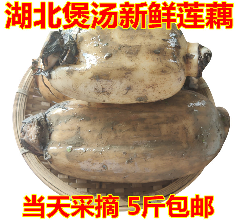 Hubei lotus root powder root fresh lotus root white lake lotus root Tianmen xiantao Hanchuan fresh lotus root raw eat 3 pounds