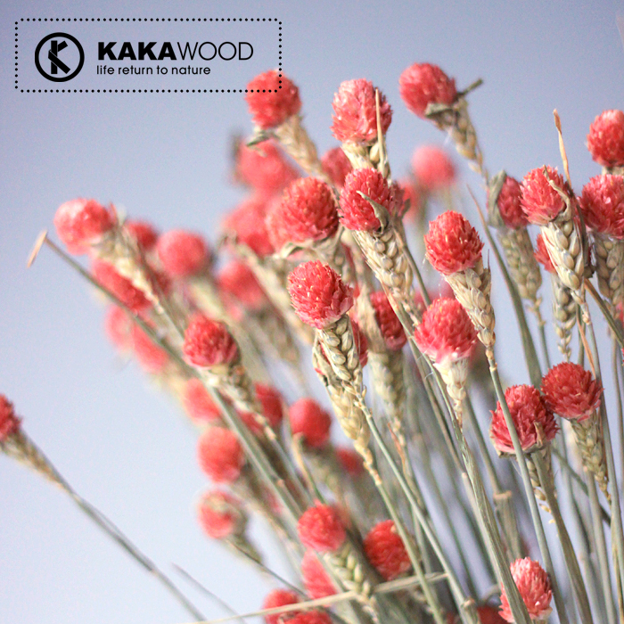 kkw�Ҿ�װ����Ȼֲ��ɻ�ǧ�պ�