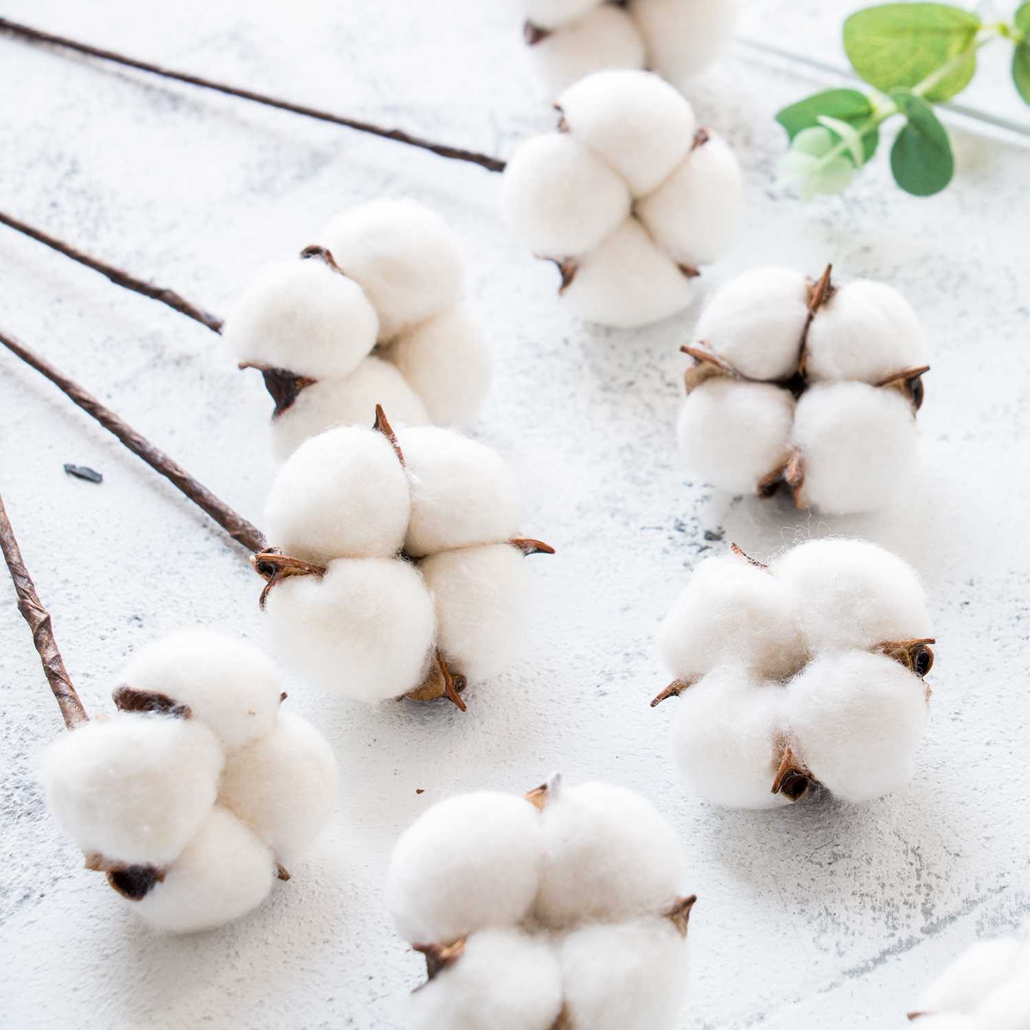 ins natural cotton head drying flowers branches photo props Nordic home soft decoration bouquet photo background cloth view