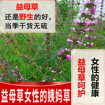 New arrival motherwort wild motherwort tea 500g dry goods can be used to make motherwort ointment for tea and foot soak Chinese herbal medicine without sulfur