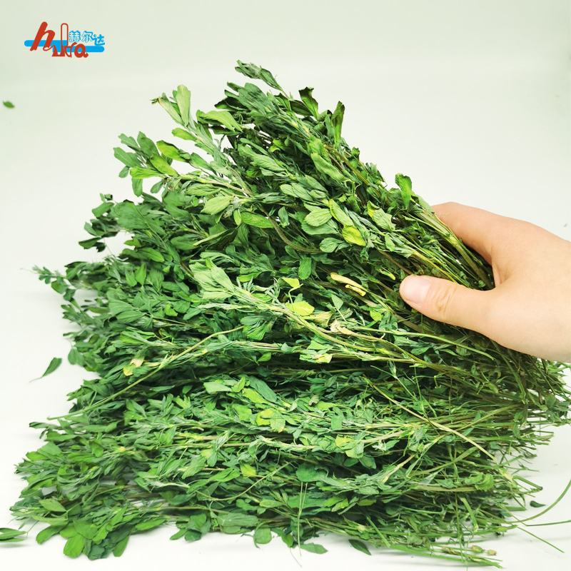 Alfalfa Love Baby Grass Rabbit Grain Hay Chinchilla Eats Grass Feed Guinea Pig Guinea Pig Grain