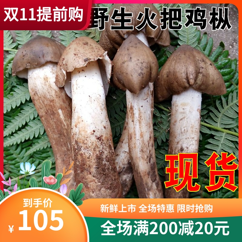 2022 spot fresh torch chicken fir 1000g wild mushroom mushroom lychee three tower mushroom Yunnan specialty fresh chicken vertical