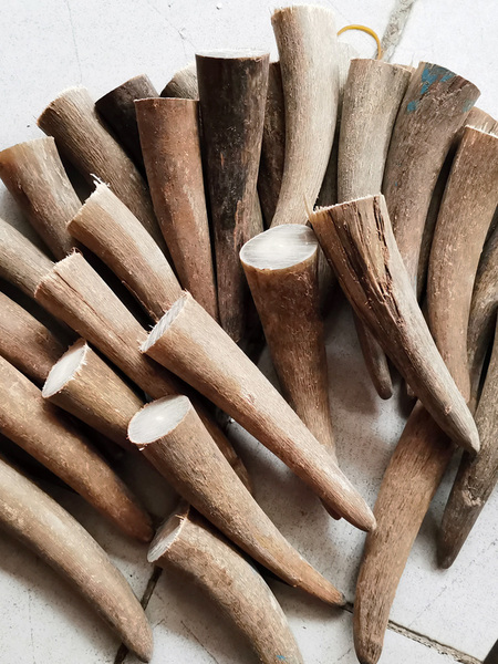 Natural Solid Hand Pieces Seal Horn