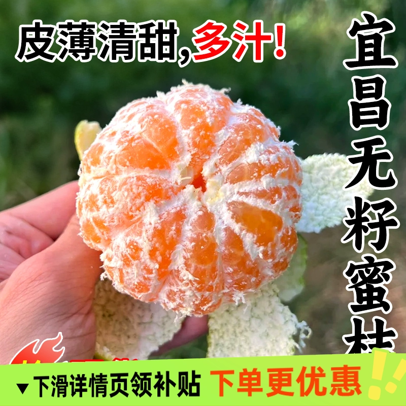 宜昌蜜桔新鲜时令水果4.5斤青皮蜜橘应季早熟橘子无籽桔子整箱
