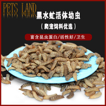 Live bait Crucian carp catfish live drops of oil gold goods Healthy food skin