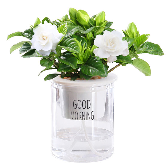 Green radish gardenia home potted office desktop small green plants home hydroponic flowers easy to grow plants in all seasons