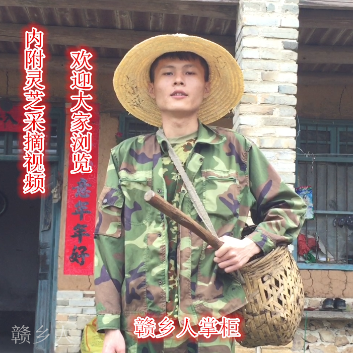 Ganoderma lucidum Deep mountain pure wild purple ganoderma lucidum Black Zhi Zi Zhi Linzhi whole branches Selected dry goods sparkling wine 250g sliced and powdered