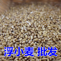 Floating wheat seeds 5 kg of wheat seed wheat kernel rice floating water wheat 500g grams of herbal medicine