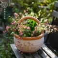 绿肥红瘦花卉