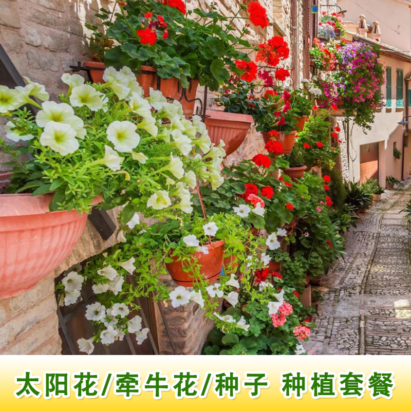 Flowers seed seeds fourth season balcony flowers Carnations full of star sunflower seeds Launched grass sunflower seeds