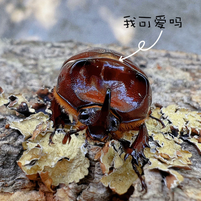 独角仙宠物:适合新手的昆虫饲养指南?独角仙到底好养吗?🤔-特色爬宠-淘宝好物网