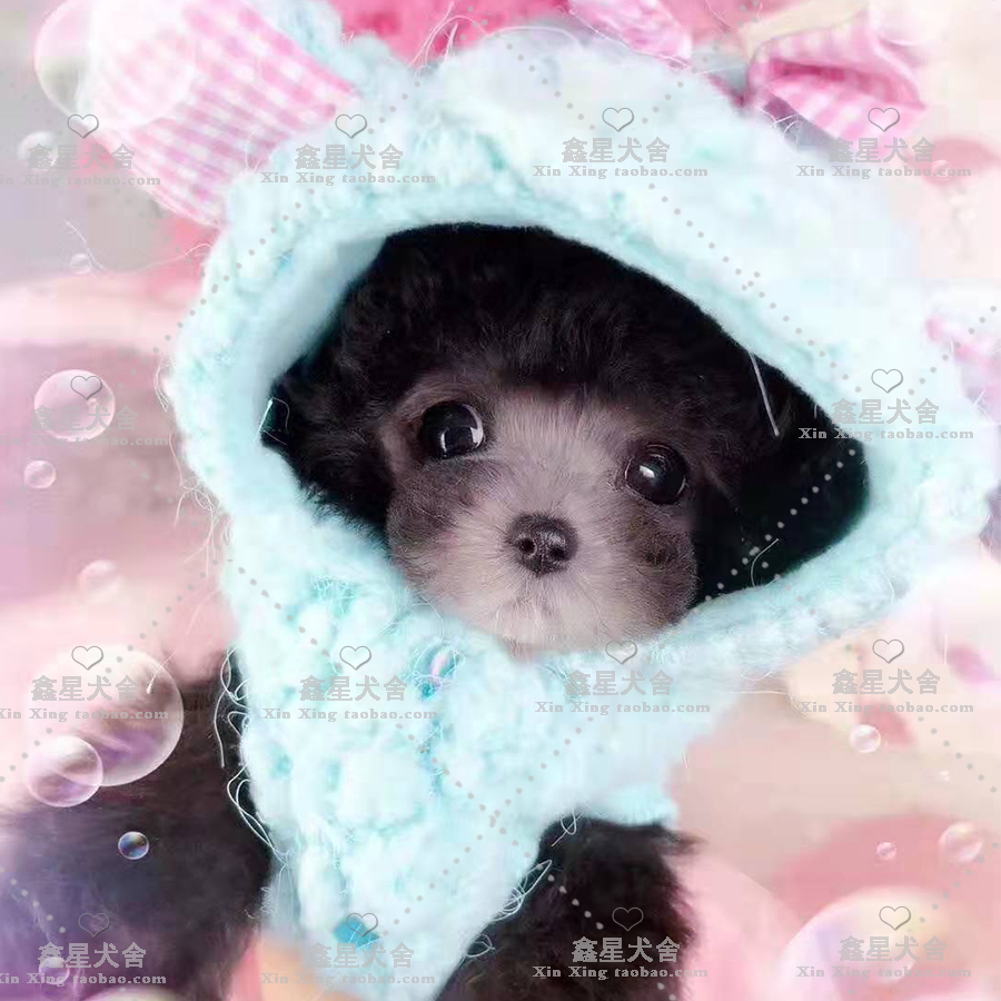 Teddy Dog Pets Pure Breeds Tea Cup Puppies Grey Teddy Super Small Body Living Pets VIP Dog Family Pets Dogs