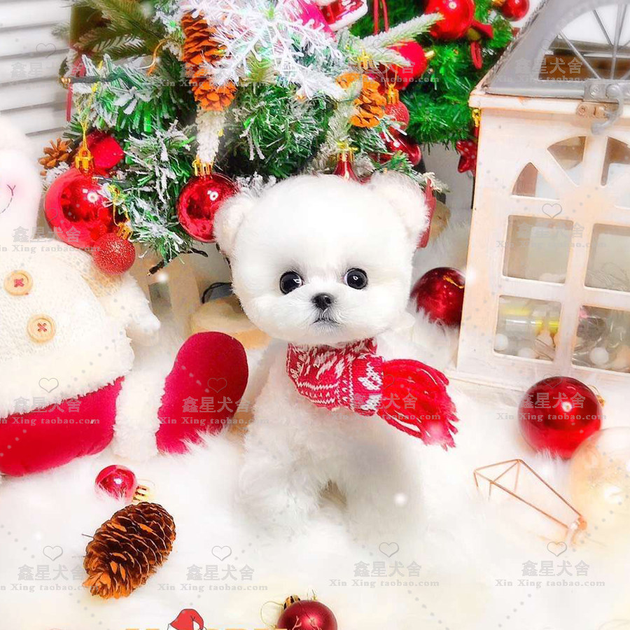 Pure breed big-dog puppies live bib puppies French curly fur big-dog living pets dog house living dogs