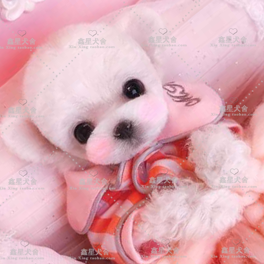 Pure Breeds Teddy Puppies House Small VIP Mini Teacup Dog Brown Curly Hair Teddy Living Pet Dog Dog