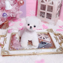 Purebred Bomei puppies living spherical Hadoli Shunsuke dog small body pet dog cargo larvae