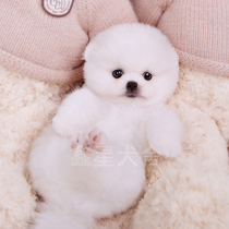 Pet Fox living Snow Fox white fox red fox panda Fox blue eye snow feather Fox spot