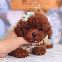 Purebred brown teddy house small dog mini teacup dog Curly VIP puppies dont grow long pet dog live