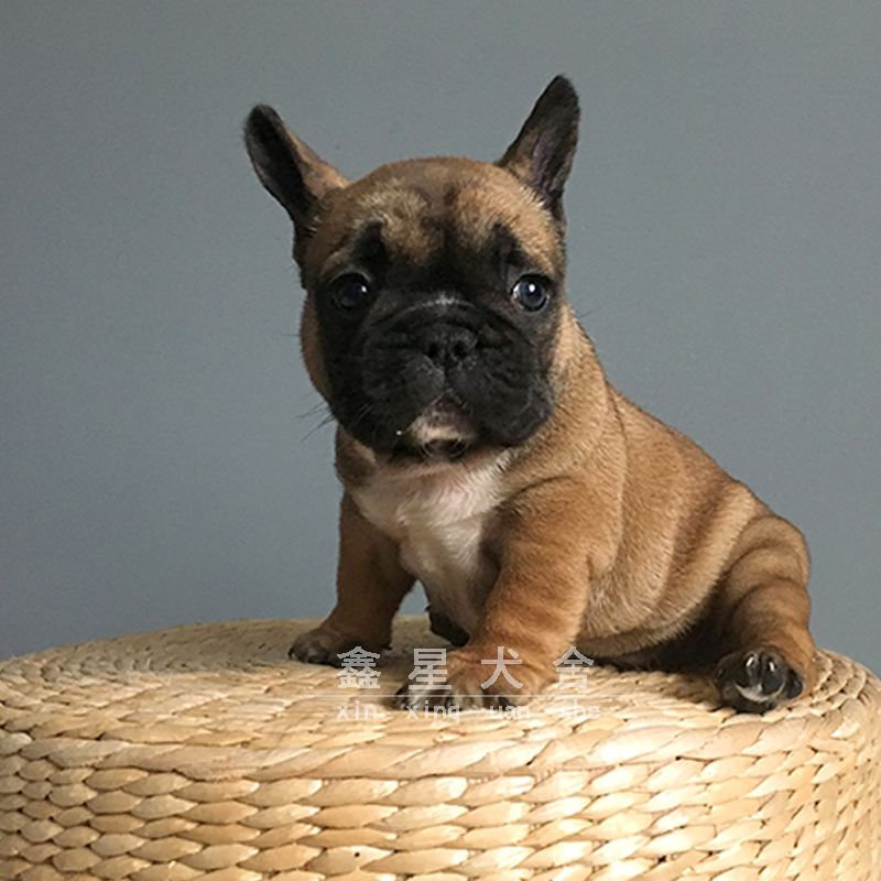 Pure breed French bulldog cynics class French bulldog living small French bulldog puppeteer Red Bull Pet Domestic Dog Breeds