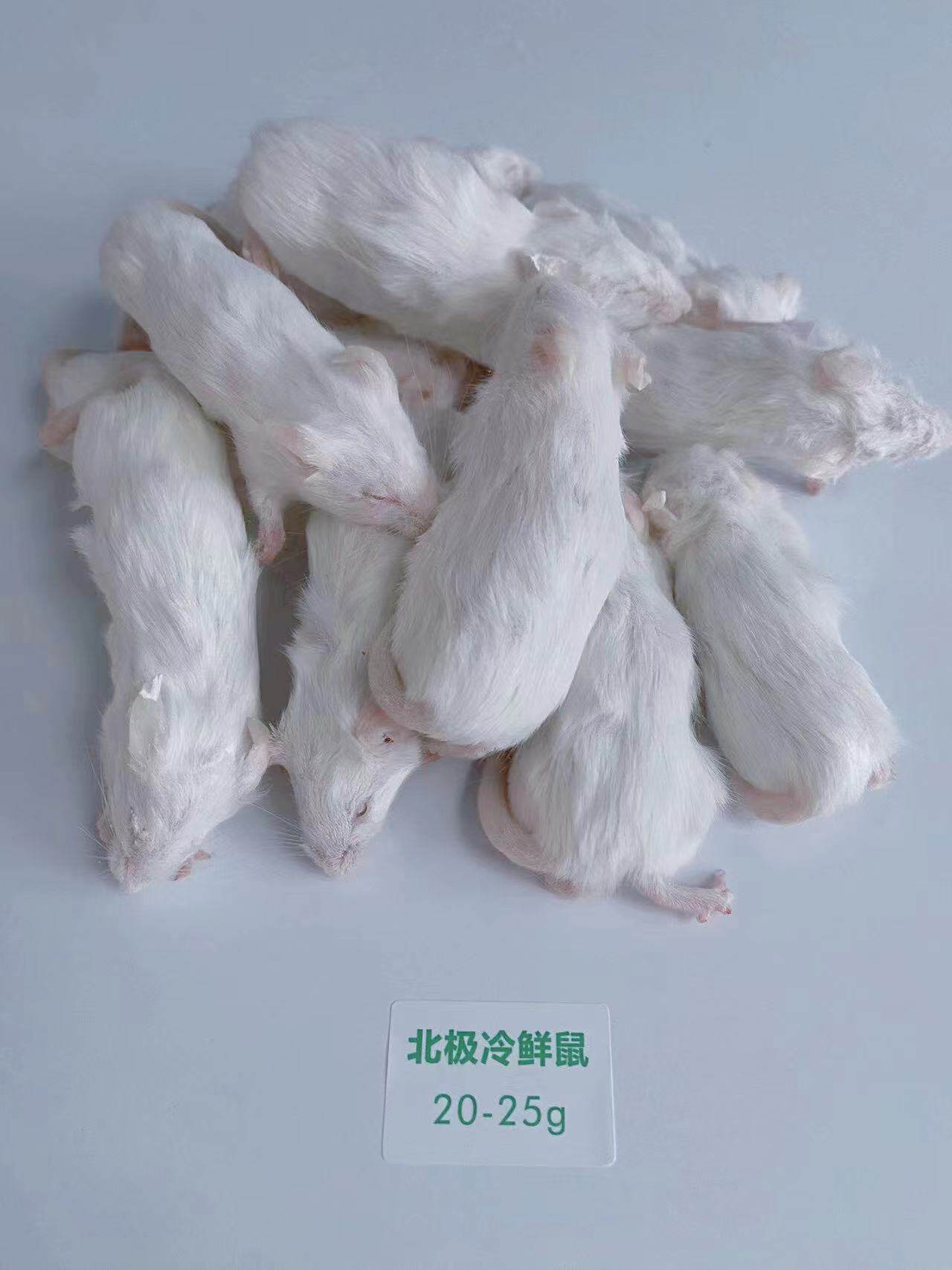 北极冷鲜鼠 冰冻小白鼠 爬宠冻老鼠乳鼠白霜红皮跳跳宠物蛇食物鼠 detail 9
