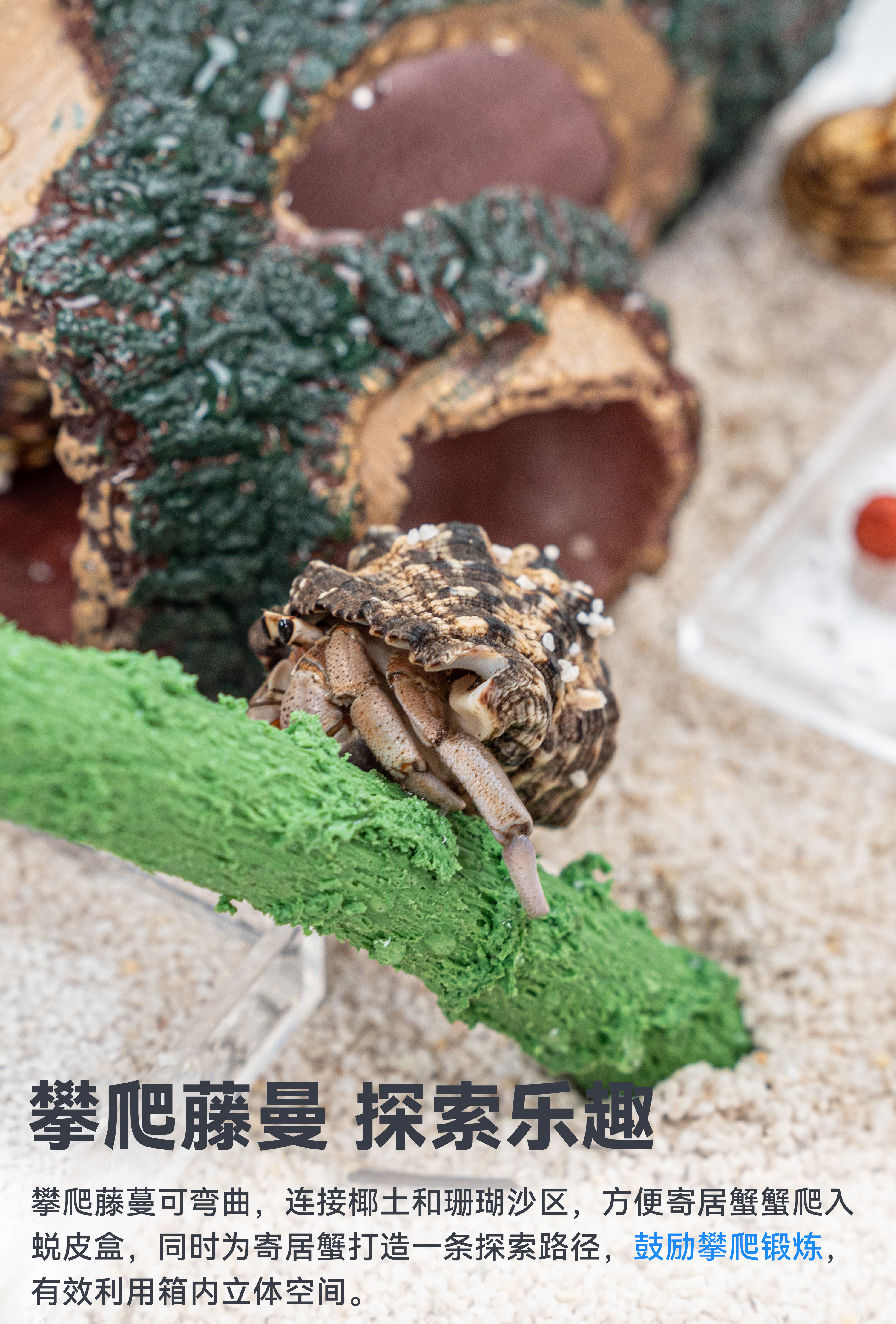 达芬奇黑洞 养寄居蟹饲养箱养殖套装宠物饲养盒子专用缸全套用品 detail 4