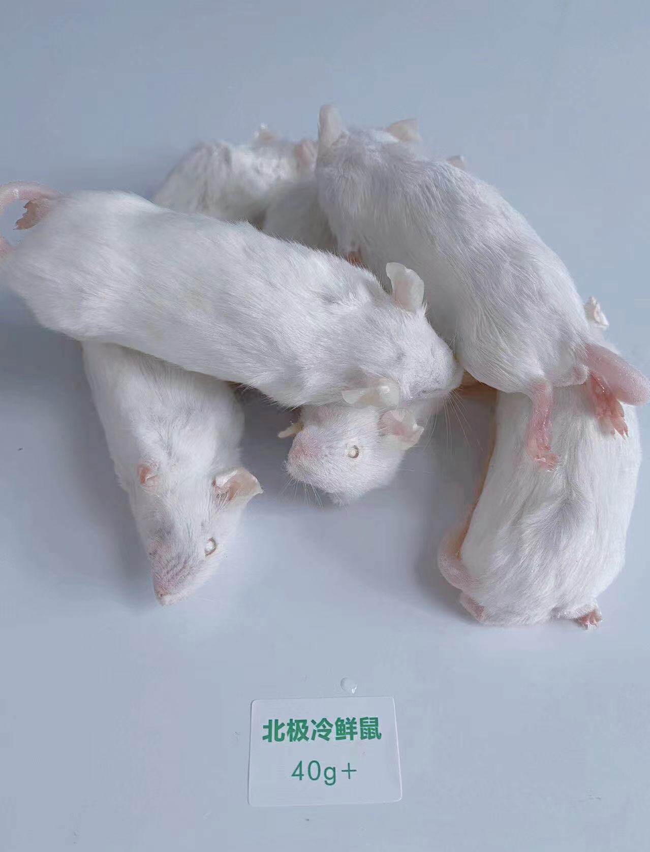 北极冷鲜鼠 冰冻小白鼠 爬宠冻老鼠乳鼠白霜红皮跳跳宠物蛇食物鼠 detail 12