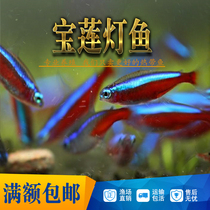 Baolian lantern fish red lotus small lantern family grass tank Brazilian pet tropical ornamental fish live live live fish field direct sales