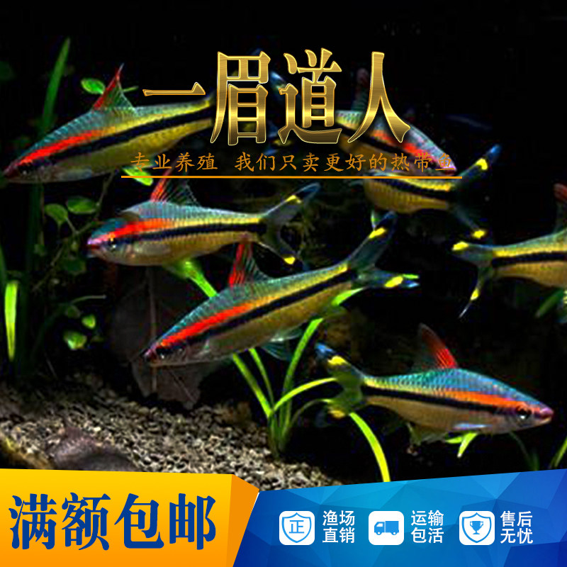 One eyebrow Taoist fish red eyebrow fish fish fish swimming lantern fish fish grass tank pet aquarium live bag damage