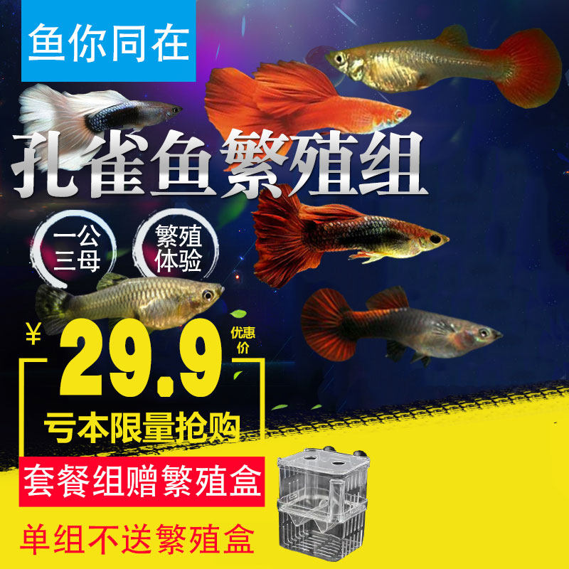 Peacock fish anchovies Anchovies Red eyes Torch Large ears Brazil Red trophies Ornamental Fish in Fish Living Breeding Breed
