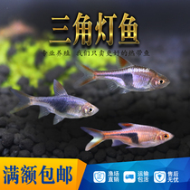 Big triangle light fish purple triangle fish grass tank small group of swimming fish tropical ornamental fish