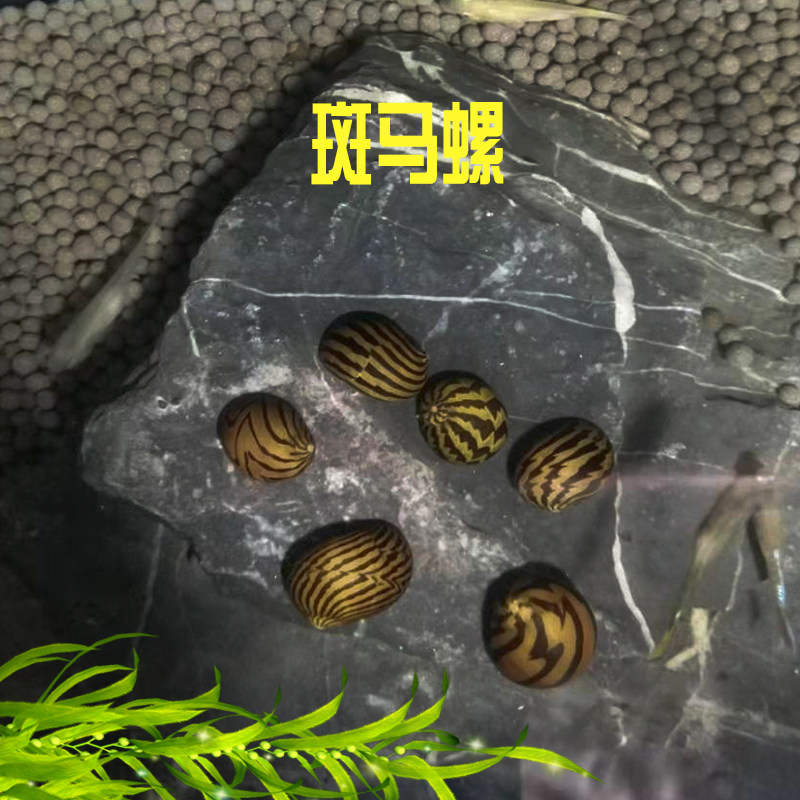 Ornamental Snail tool snail Algae Spiroplastima Snail Soda snail Snail Onion Spirodei Snail remove the algae snail