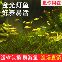 Golden light fish goldfish fish golden ingot red green light fish small fish tropical fish ornamental fish live