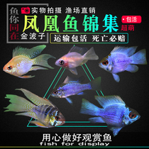 Watching tropical fish pet Golden Wave fish Angel Fish Fish treasure blue ball Dutch Phoenix short bream mini parrot fish live
