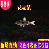 Flower Mouse Pepper Rat Fish Tropical Ornamental Living Grass Vat Eat Junk Fish Bag Live Fishing Ground Direct Hot Pin