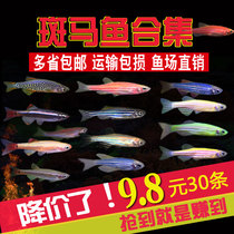 Fluorescent Red Red Horse fish golden silk cold water fish blueberry green apple lemon ornamental living practice grass tank novice bag live