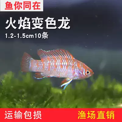 Flame color change small dragon fan gill fish ornamental tropical fish freshwater live fish aquarium pet fish lantern fish Pack Live