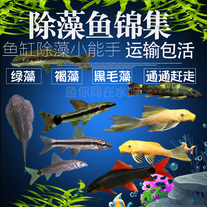 Tropical ornamental goldfish black line little monkey flying fox fish blue-eyed red beard big sail algae fish elf rat fish live