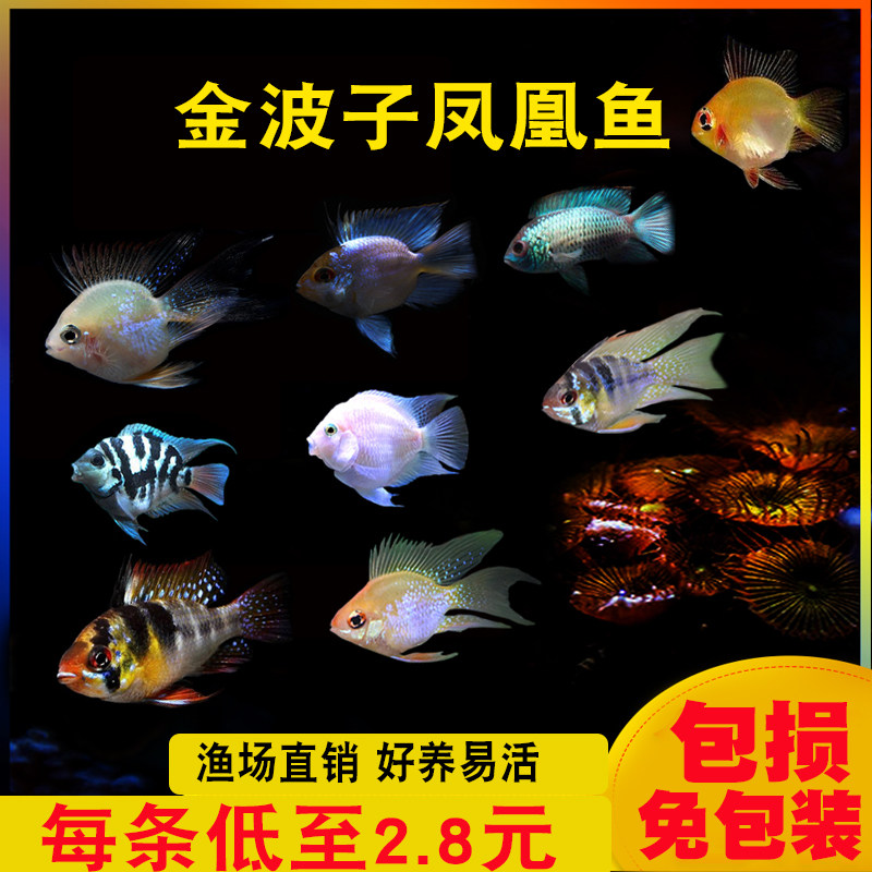 Watching tropical fish pet Golden Wave fish Angel Fish Fish treasure blue ball Dutch Phoenix short bream mini parrot fish live
