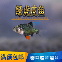 Tropical Fish Ornamental Fish Tiger Leather Fish Green Tiger Leather Blue Tiger Leather Four Tiger Fish Group Cruise Fish Water Ethnic Group View Living Bag Live
