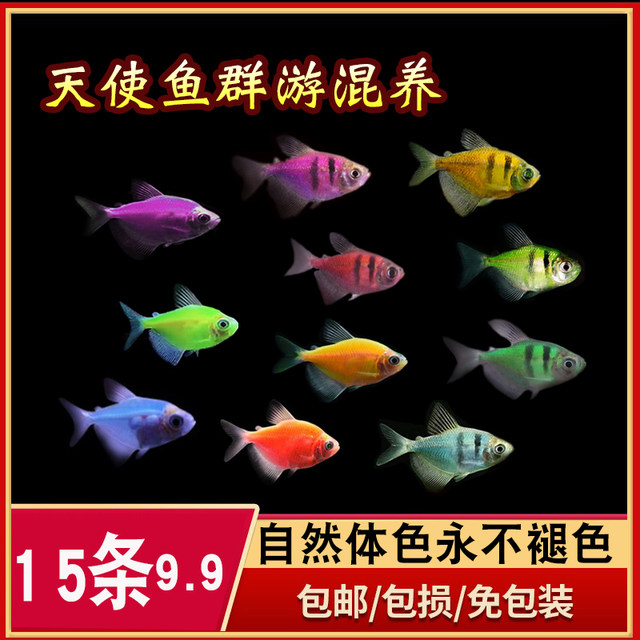 Large lemon green apple fluorescent angel fish purple clothes small tropical ornamental freshwater live grass tank good for pets